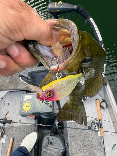 スモールマウスバスの釣果