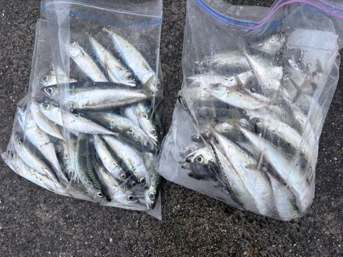 サバの釣果