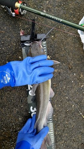 アメリカナマズの釣果