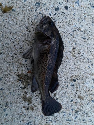クロソイの釣果
