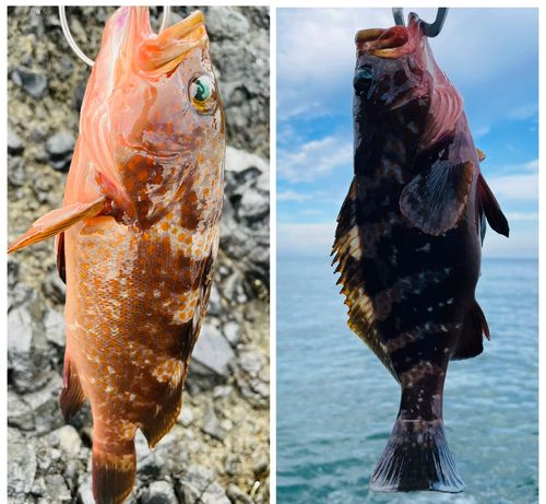 キジハタの釣果