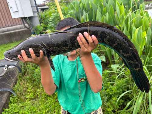 ライギョの釣果