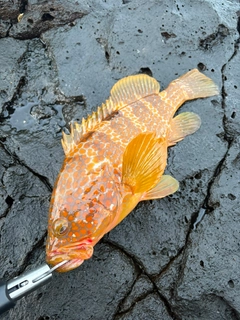 キジハタの釣果