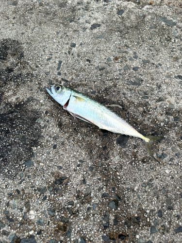 サバの釣果