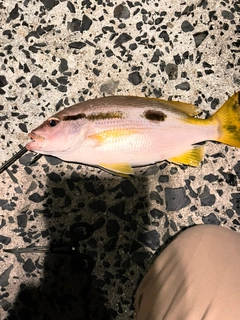 ヨコスジフエダイの釣果