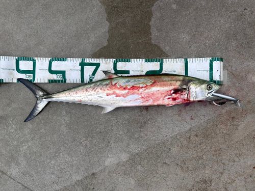 サゴシの釣果