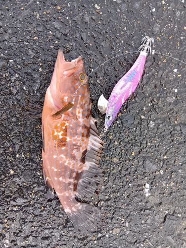 キジハタの釣果
