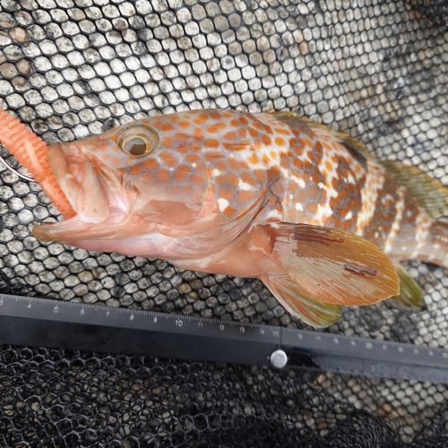 キジハタの釣果