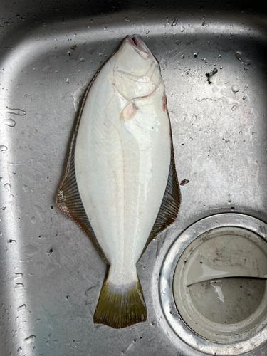 ソゲの釣果