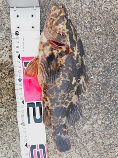 タケノコメバルの釣果