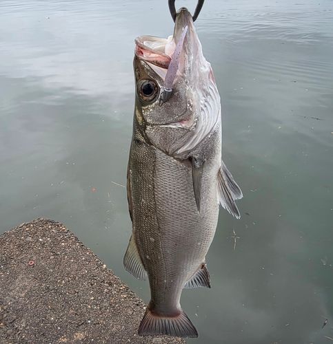スズキの釣果