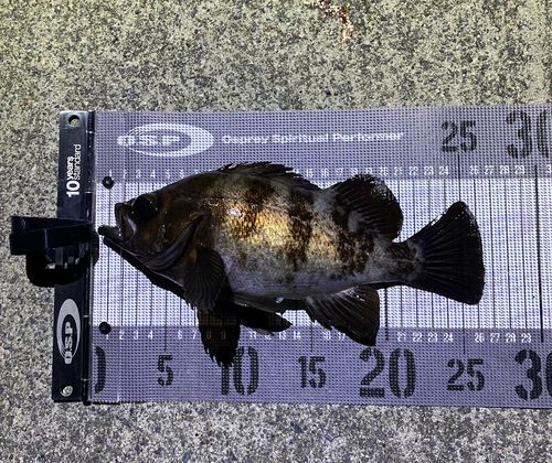 メバルの釣果