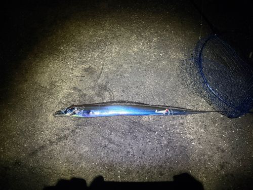 タチウオの釣果