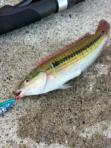 ベラの釣果