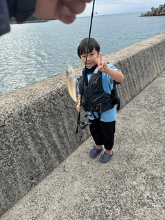 シロギスの釣果