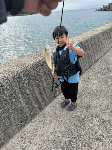 シロギスの釣果