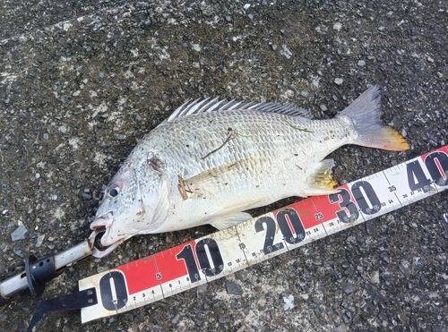 キビレの釣果
