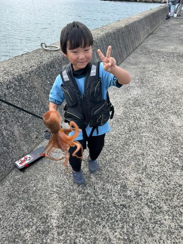 タコの釣果