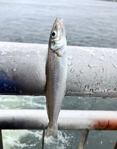 シロギスの釣果