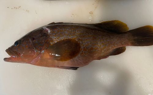 アコウの釣果