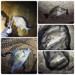 キビレの釣果