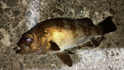 メバルの釣果