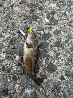 ガヤの釣果