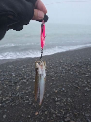 カマスの釣果