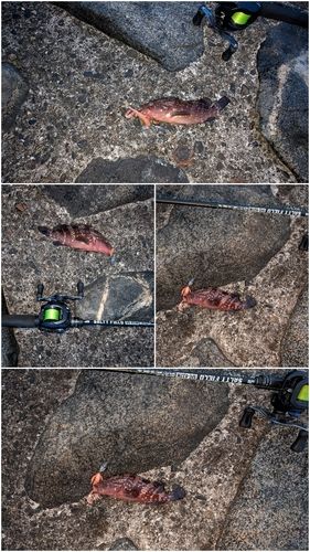 キジハタの釣果