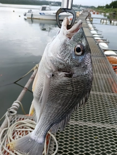キビレの釣果
