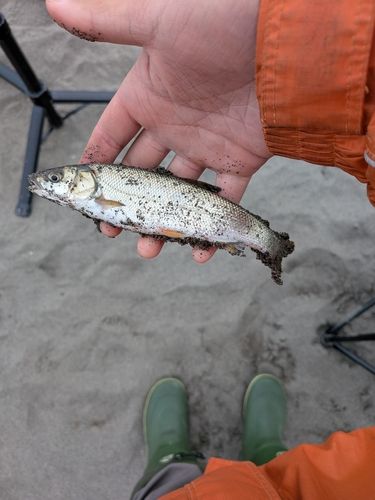 ウグイの釣果