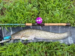 ナマズの釣果