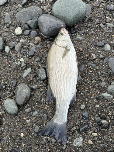 ヒラスズキの釣果