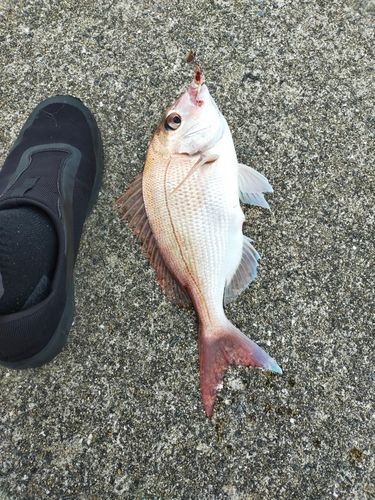 タイの釣果