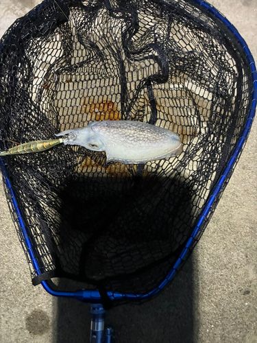 シリヤケイカの釣果
