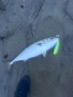 ワラサの釣果