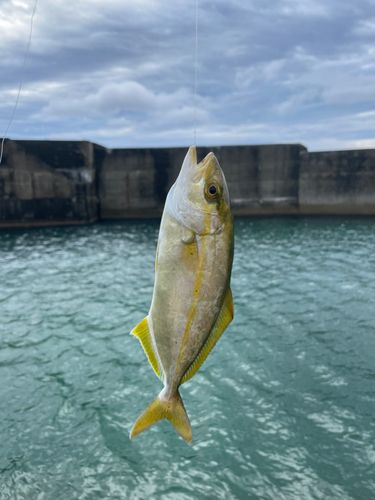 ネリゴの釣果