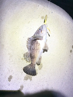 オウゴンムラソイの釣果