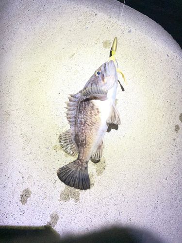 オウゴンムラソイの釣果