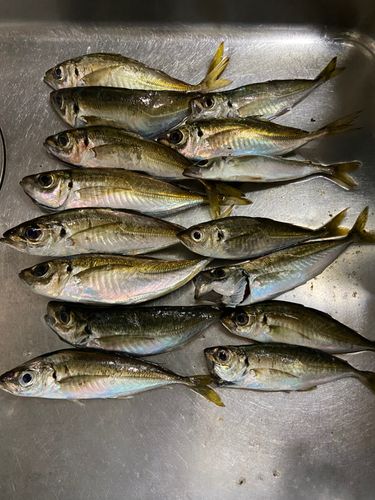 アジの釣果