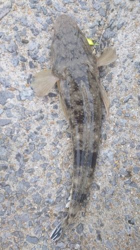 マゴチの釣果