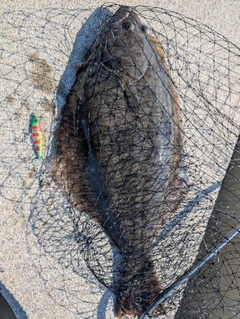 ヒラメの釣果