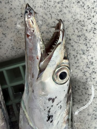 タチウオの釣果