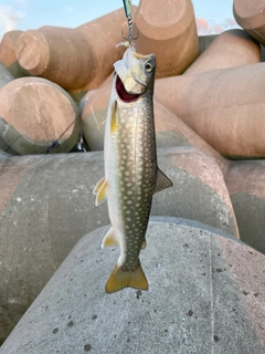 アメマスの釣果