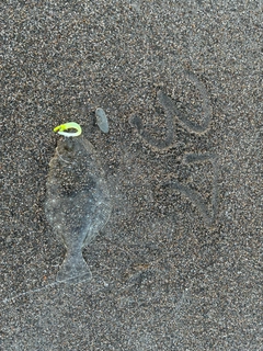 ソゲの釣果