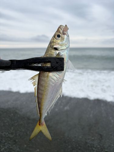 マアジの釣果