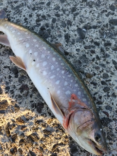 アメマスの釣果