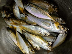 アジの釣果