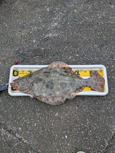 ヒラメの釣果