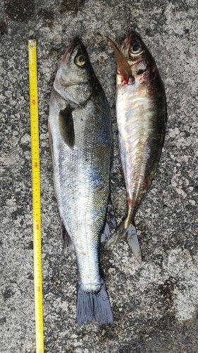 アジの釣果
